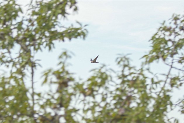 Gramona falcons biodinamica