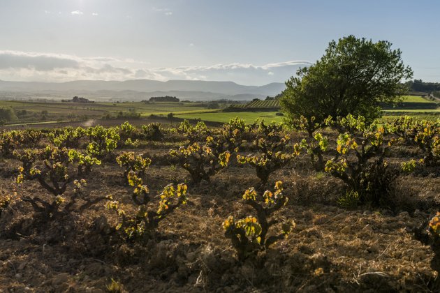 Gramona viticultura biodinamica