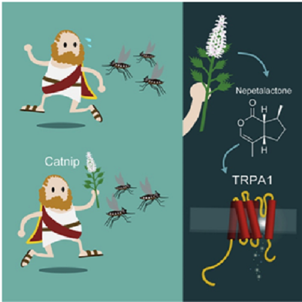 Imagen gráfica que resume la acción repelente que la hierba gatera (catnip)(extret de Melo, et al. Current Biology)