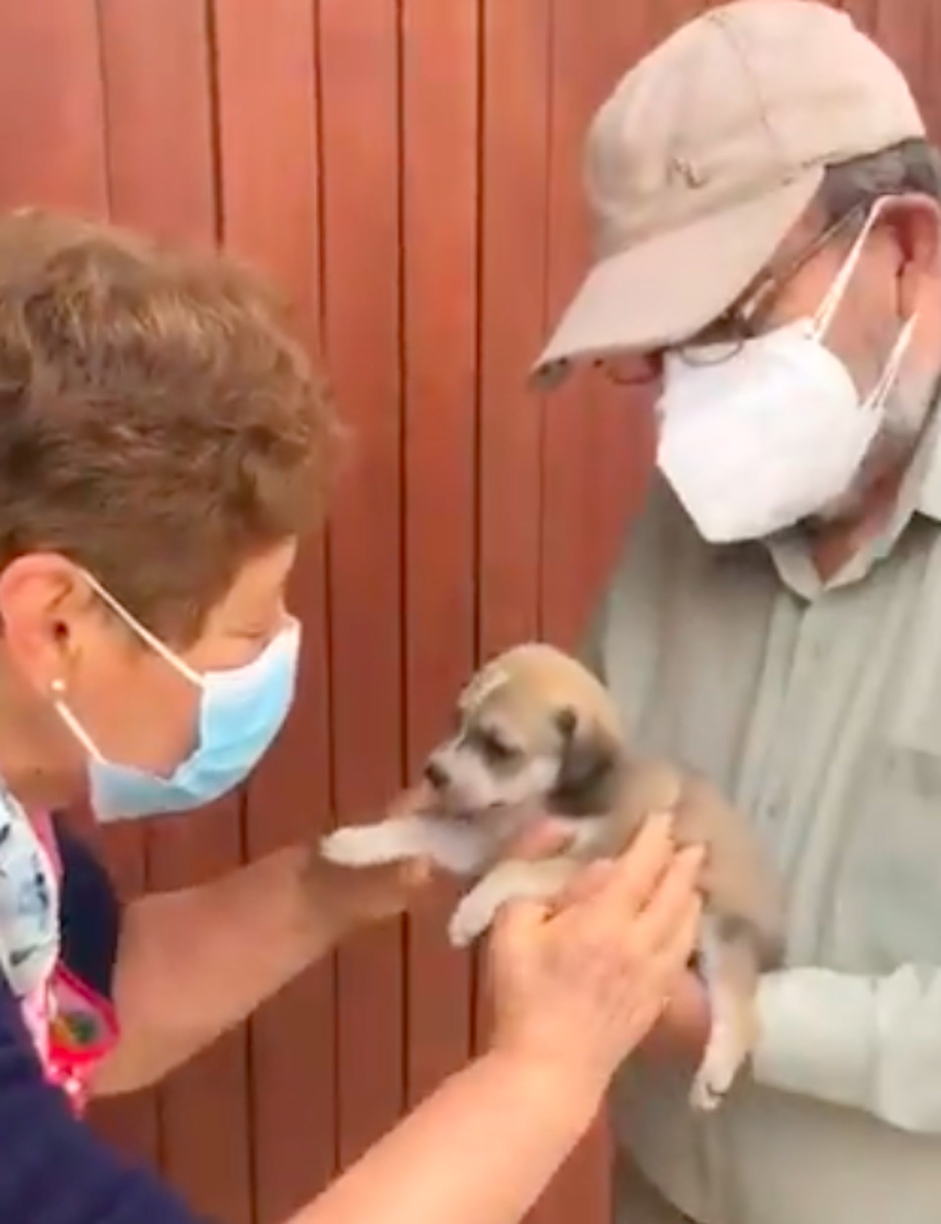El emotivo vídeo de unos abuelos que consiguen adoptar un perro en Perú