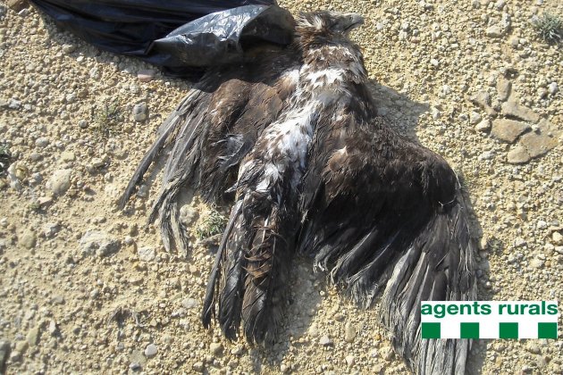 Àguila cuabarrada   ACN