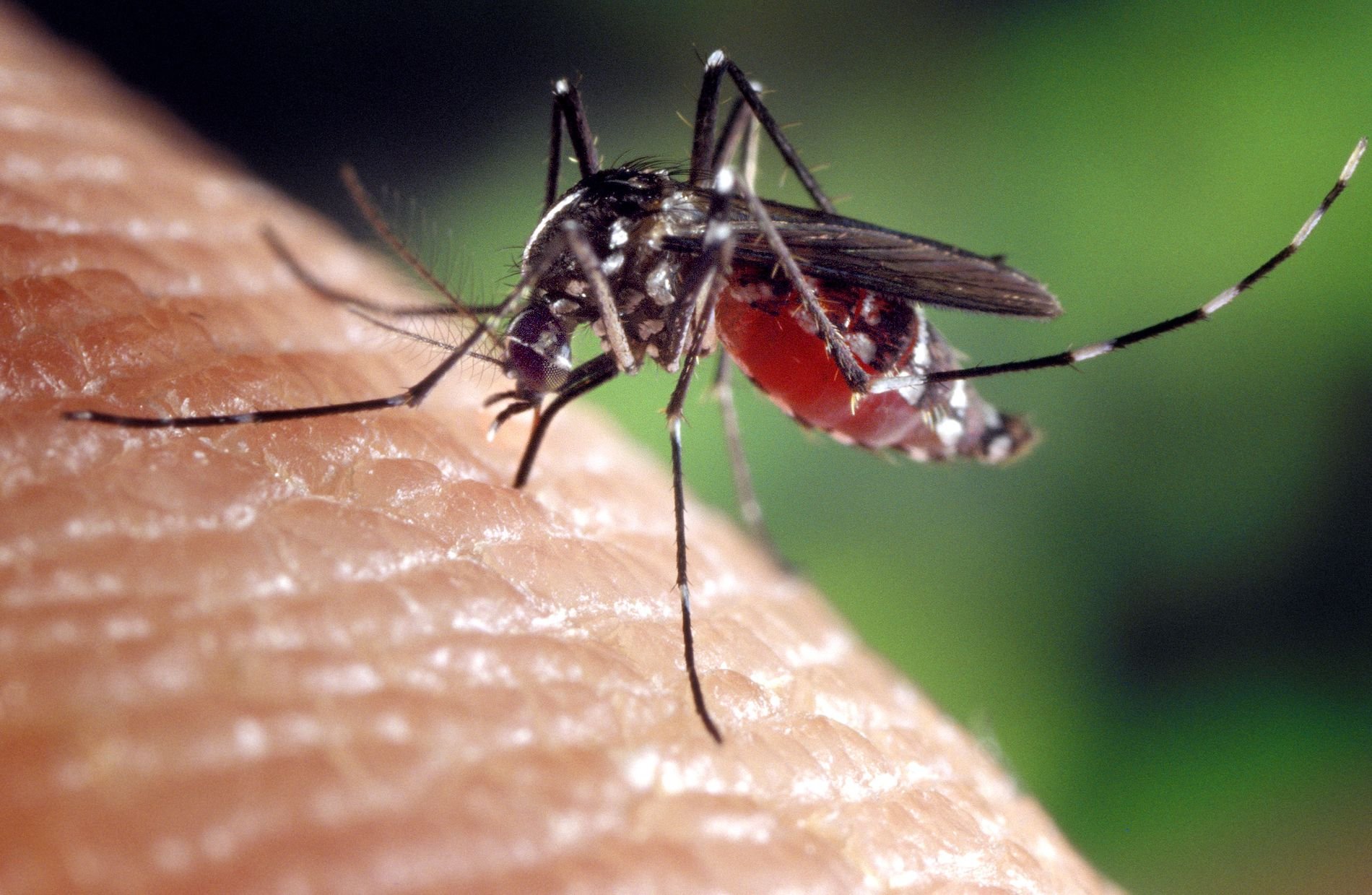 La solució de Lidl per les picades de mosquit ideal per l'estiu