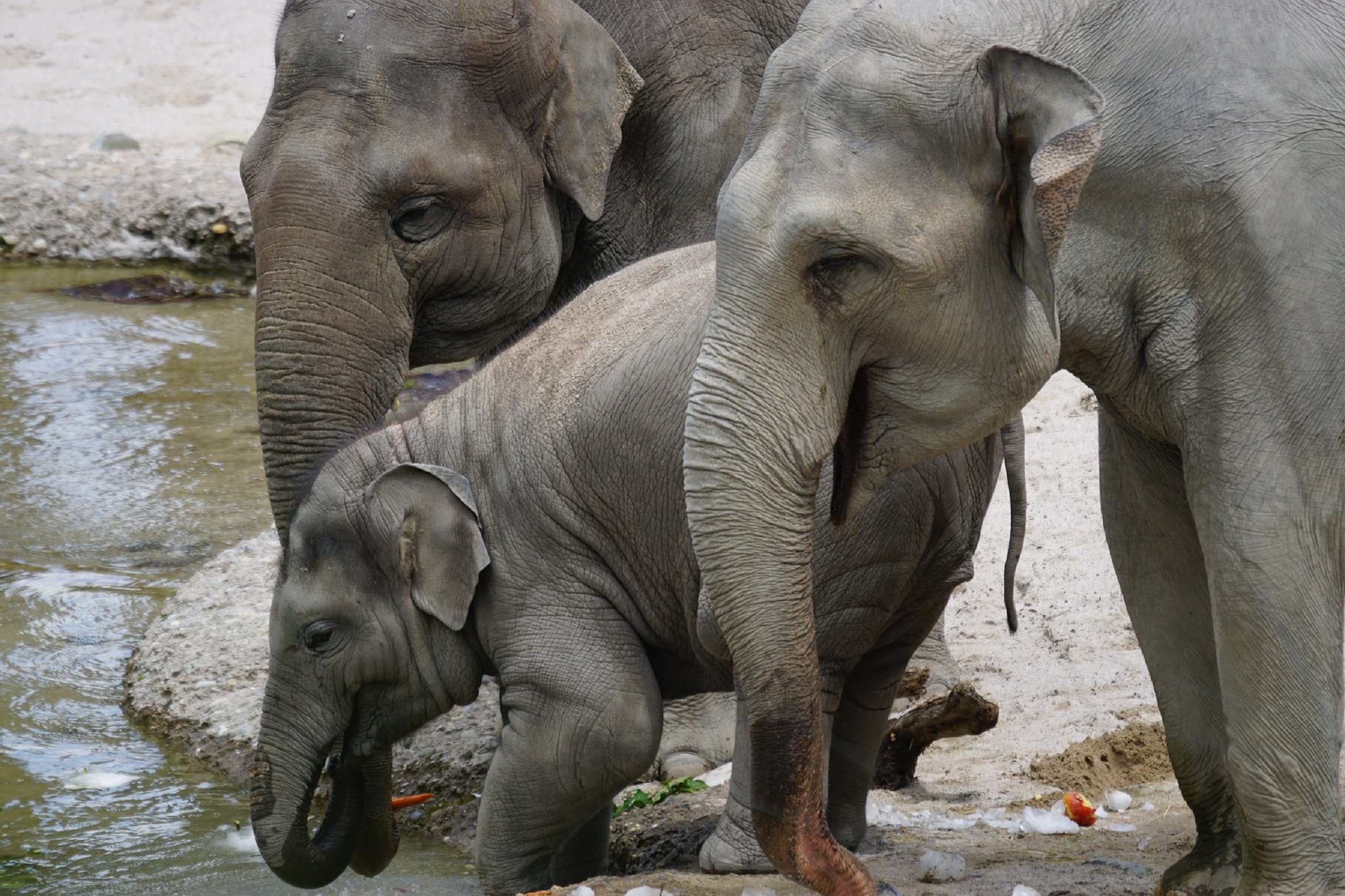 Elefantes de una reserva china se escapan y recorren 500 kilómetros: vídeo