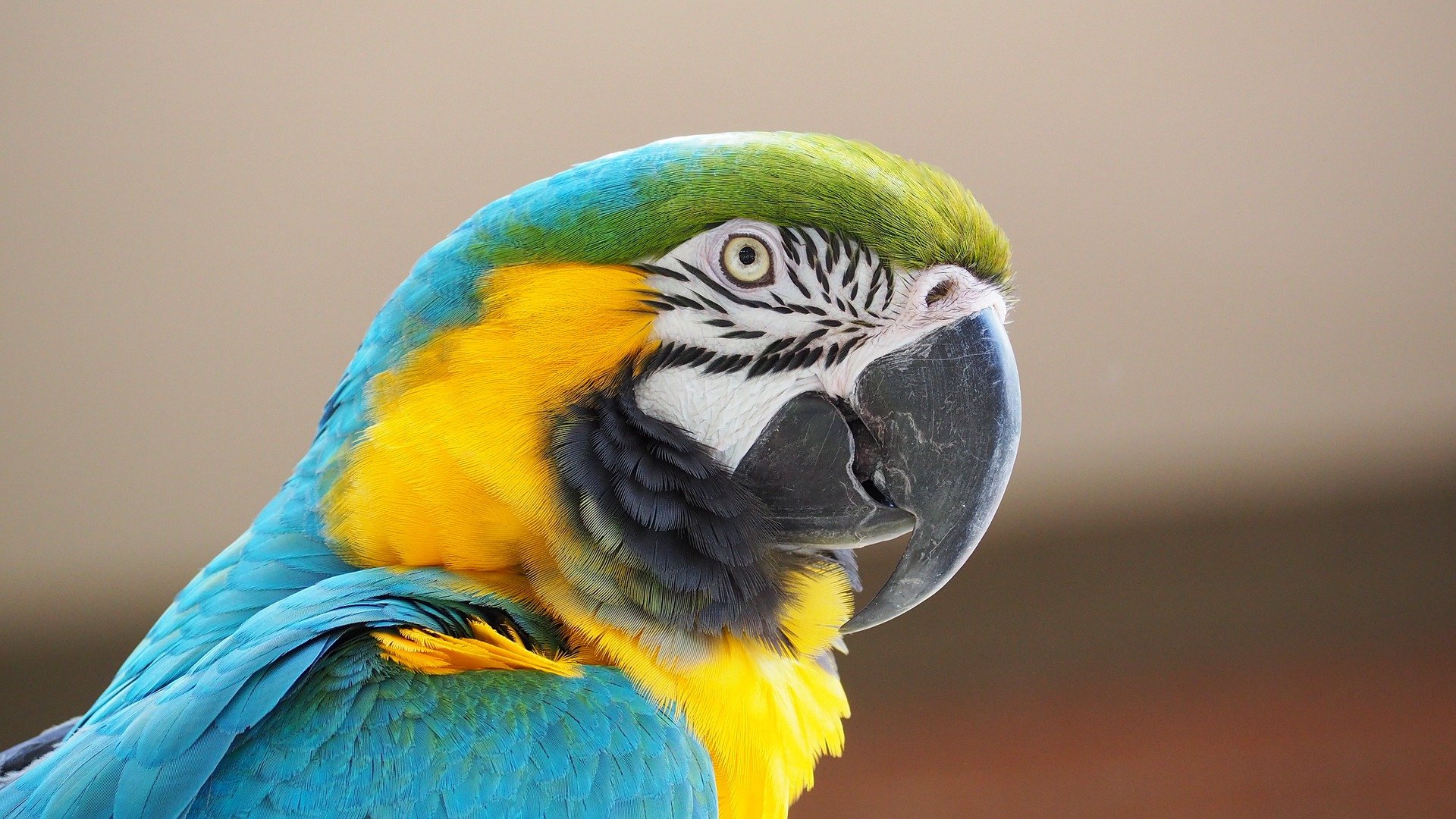 Guacamayo loro pájaro Pixabay