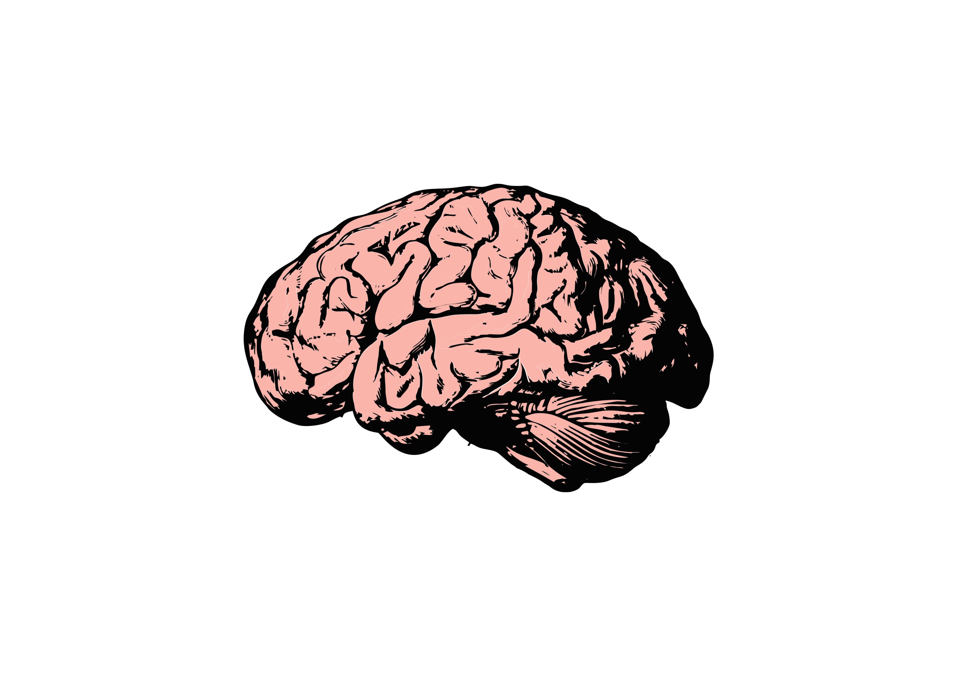 Cervell