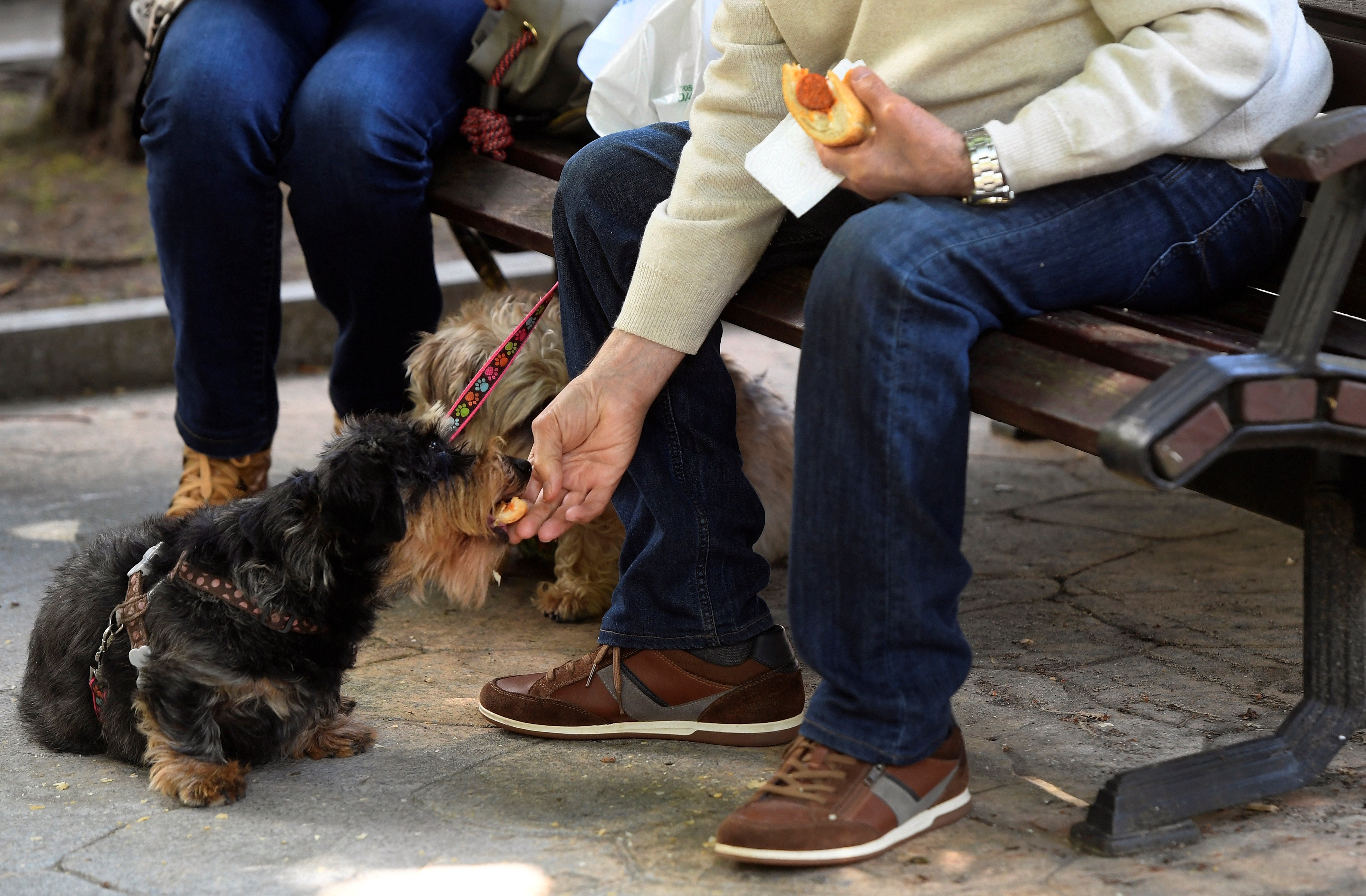 Australia alerta de un virus mortal para los perros