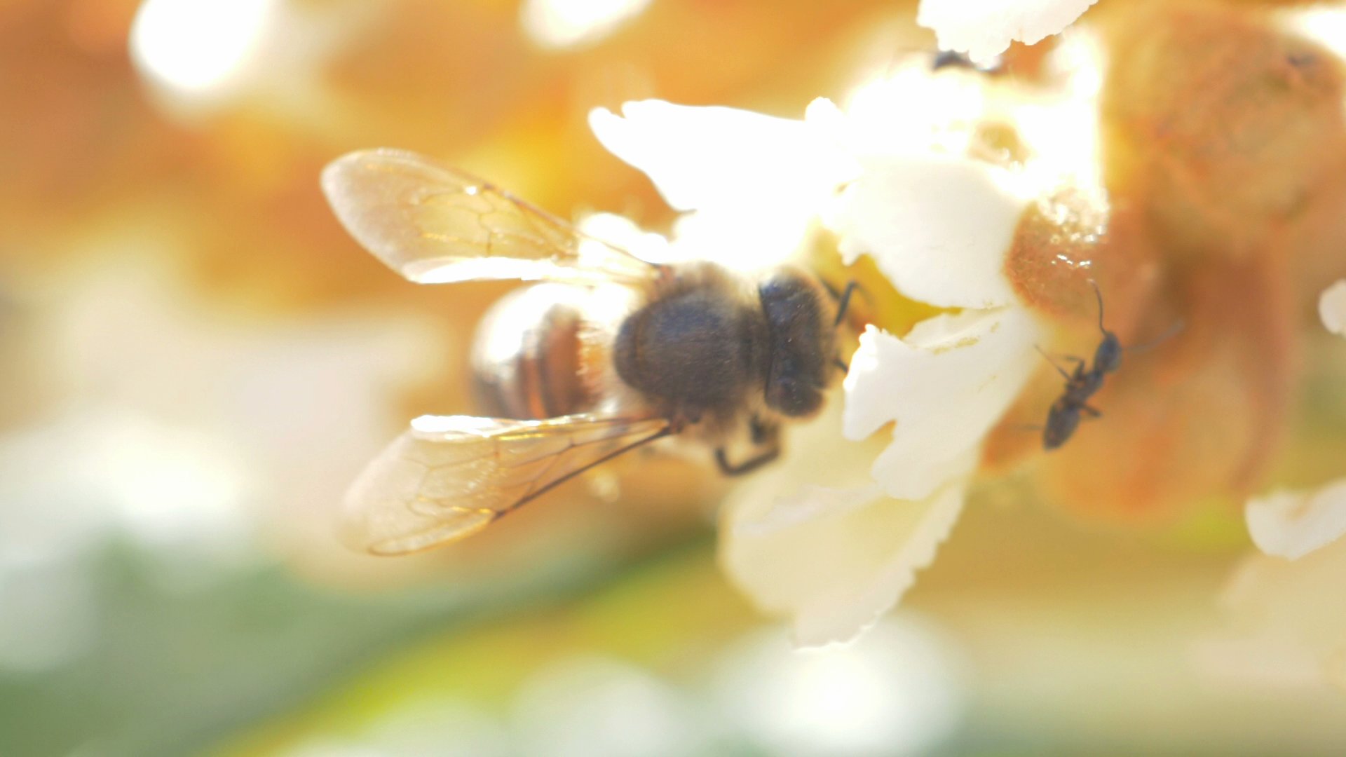 La exposición del CCCB sobre especies para hacernos sentir iguales