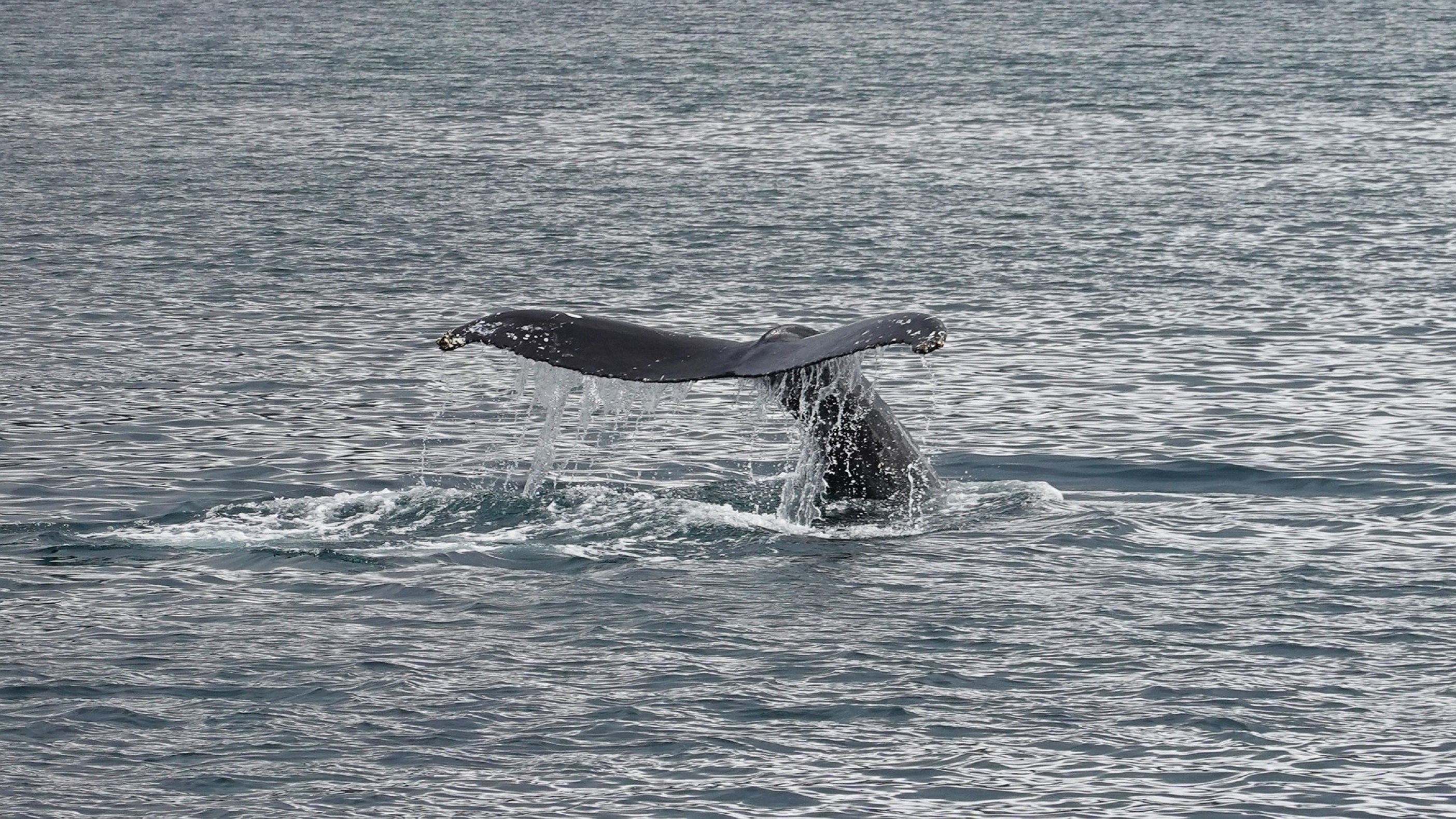 Ballena jorobada 2