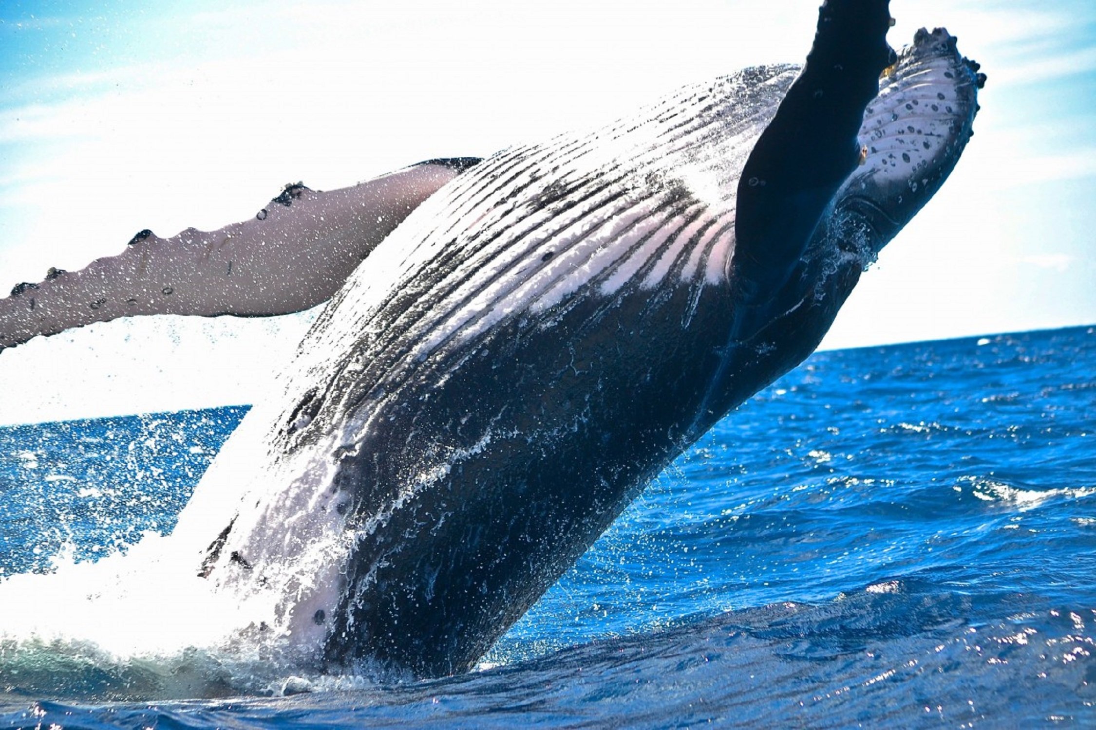 Una ballena se traga a un pescador y lo vuelve a escupir en Provincetown