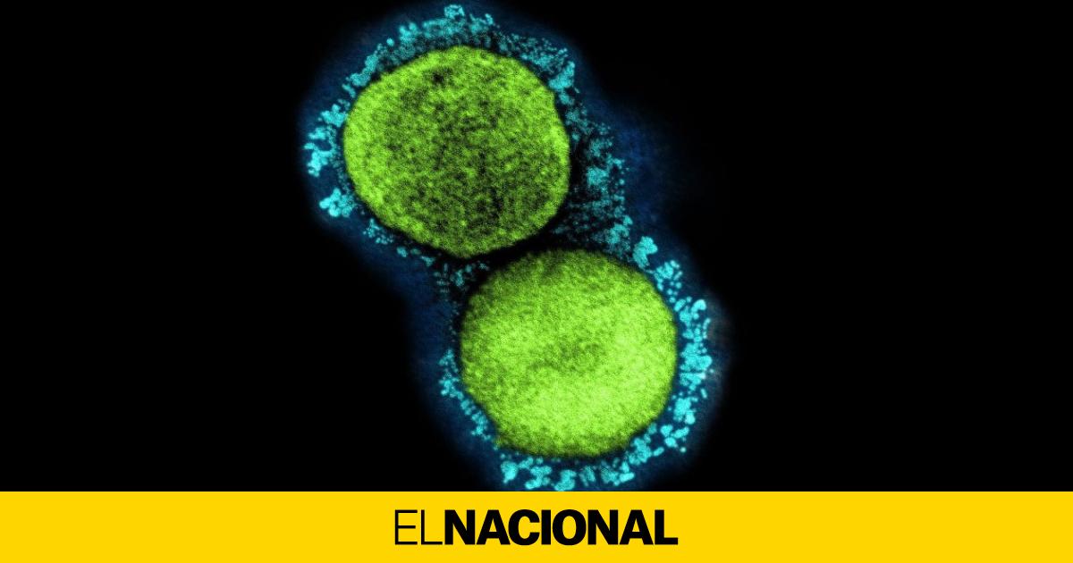 Variante Delta Coronavirus | Variante alfa vs. variante delta: ¿qué diferencias hay?