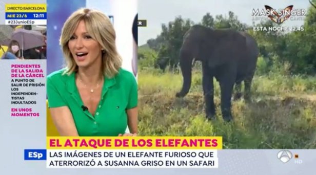 griso elefante