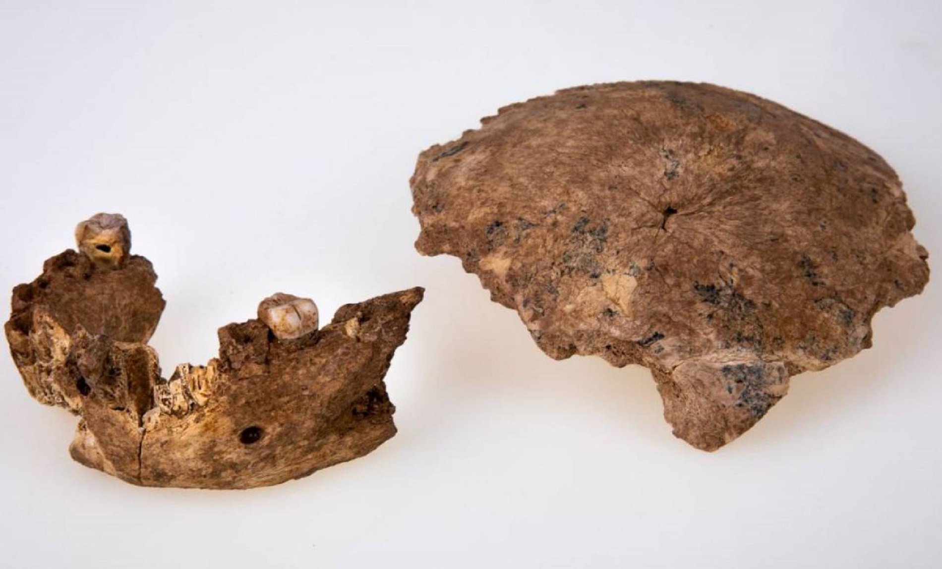 Un homínido descubierto en Israel cambia la historia de la evolución humana