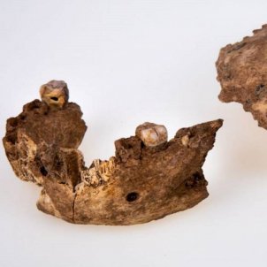 Un homínido descubierto en Israel cambia la historia de la evolución humana