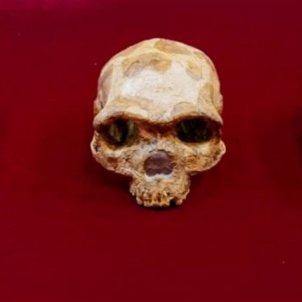 crani de Harbin EFE