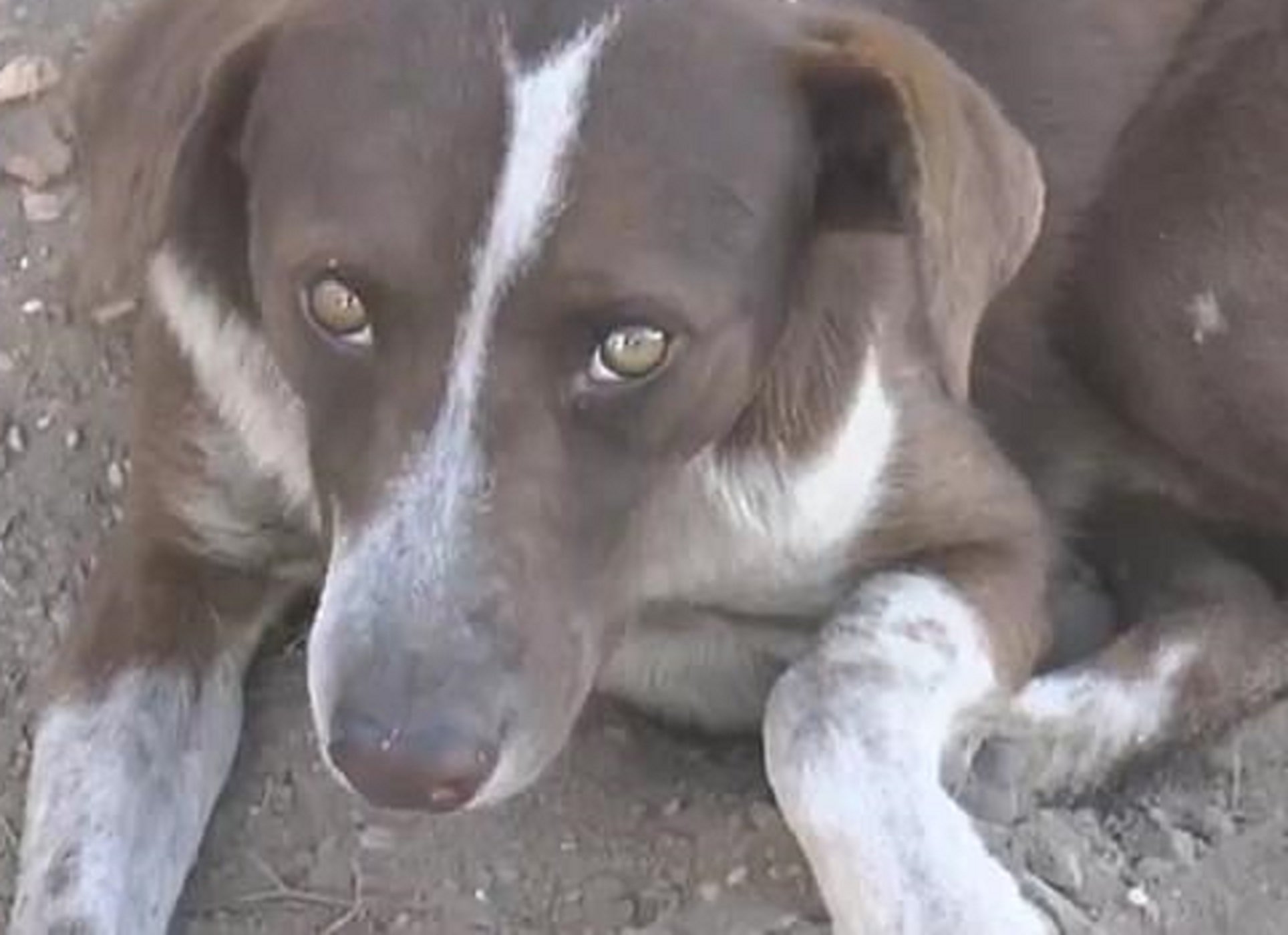 El perro que visita cada dia la mina de carbón esperando a su dueño fallecido