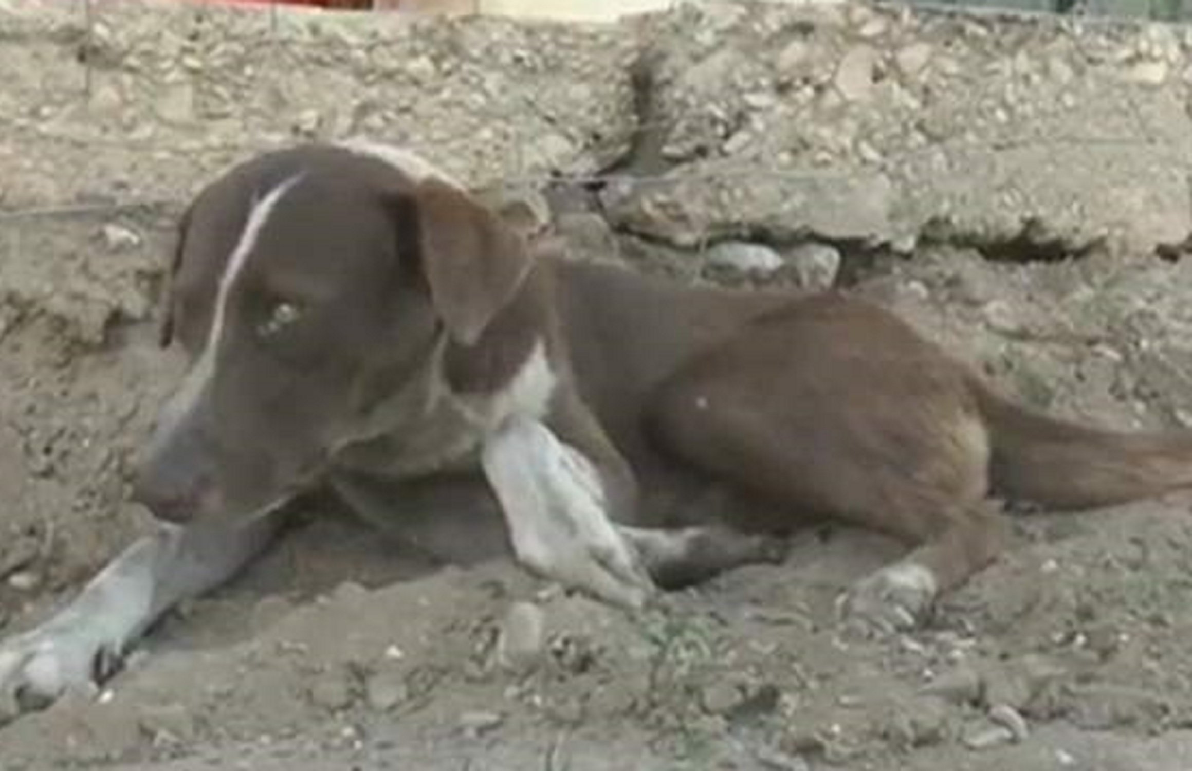 Perro México / 15 Sabinas