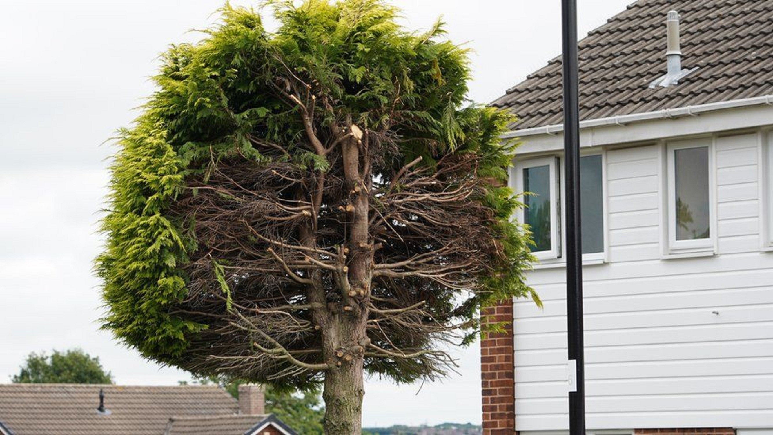 Arbre tallat / BBC