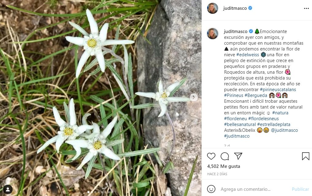asterix edelweiss