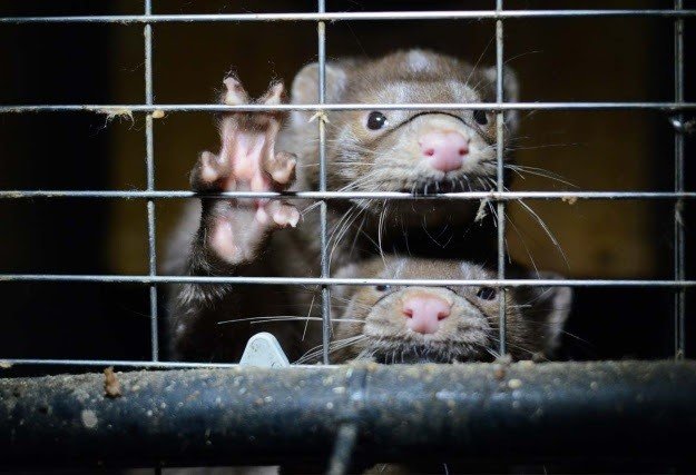 Nuevo brote de Covid en una granja con 10.000 visones en Galicia