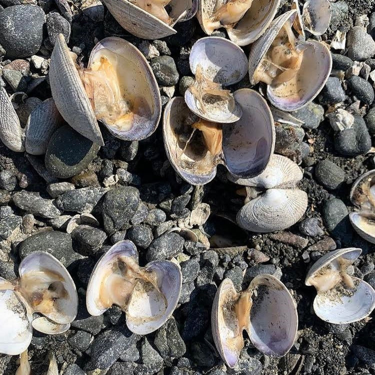 Almejas Washington / Hama Hama Oysters Company