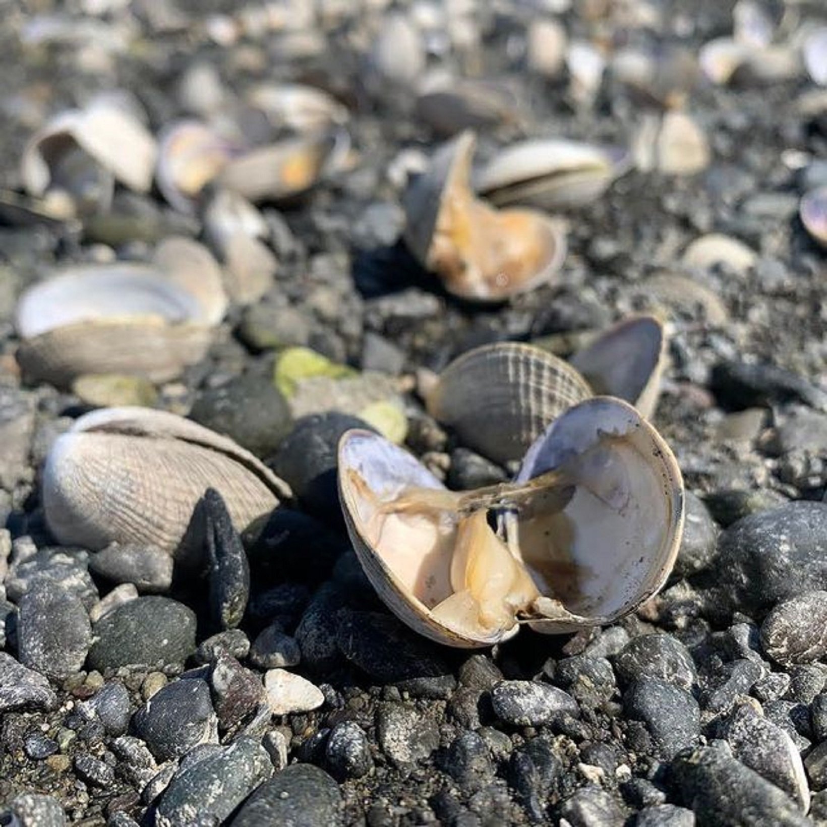 La ola de calor cocina cientos de almejas en la playa de Washington