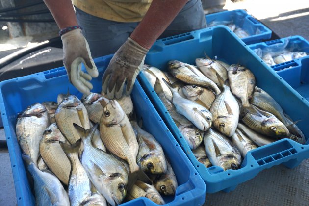 Orates recién pescadas 