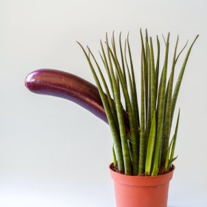 Prou, no us hem demanat una foto del vostre penis