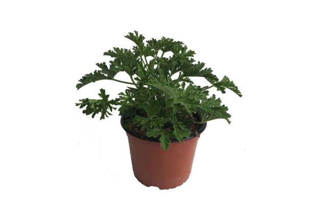 4 Citronella - Amazon