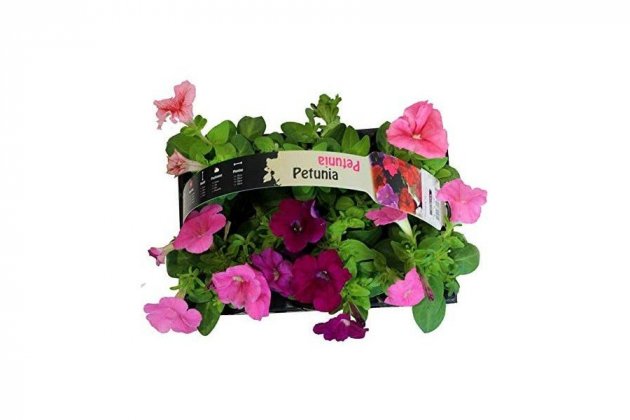 8 Petunia - Amazon