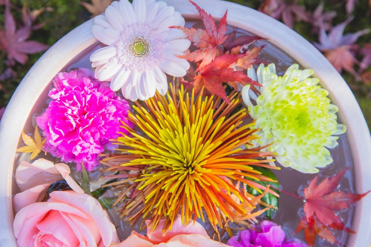 Plantas de verano: ¿cuáles son más resistentes al sol y las altas temperaturas?