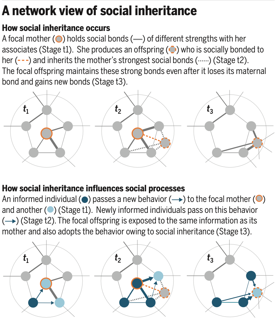 En network of social inheritance. Fuente: imagen extraída de Firth i Sheldon, Science 373: 274-275; DOI: