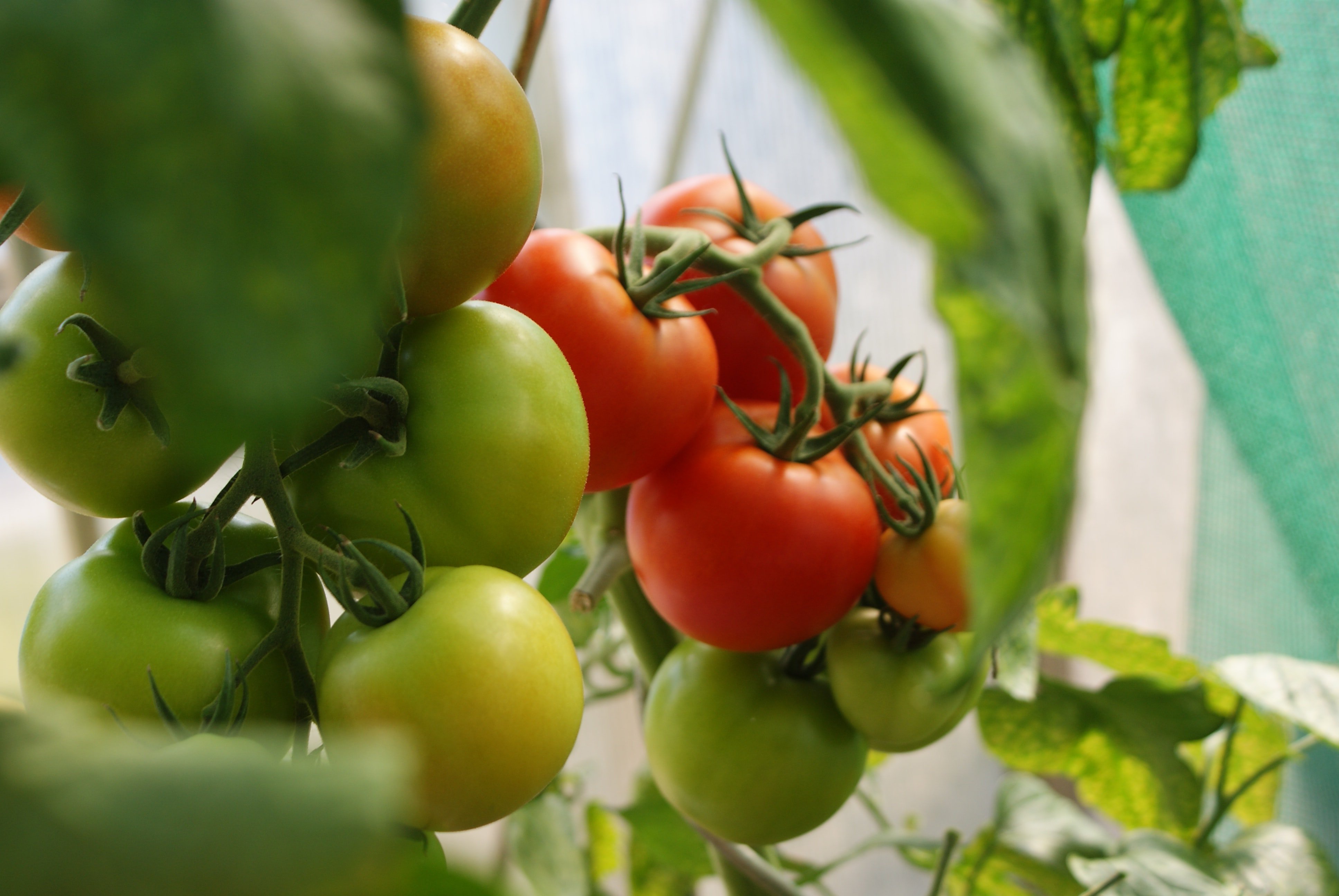 Cómo ponernos morenos, no envejecer y prevenir el cáncer con tomates