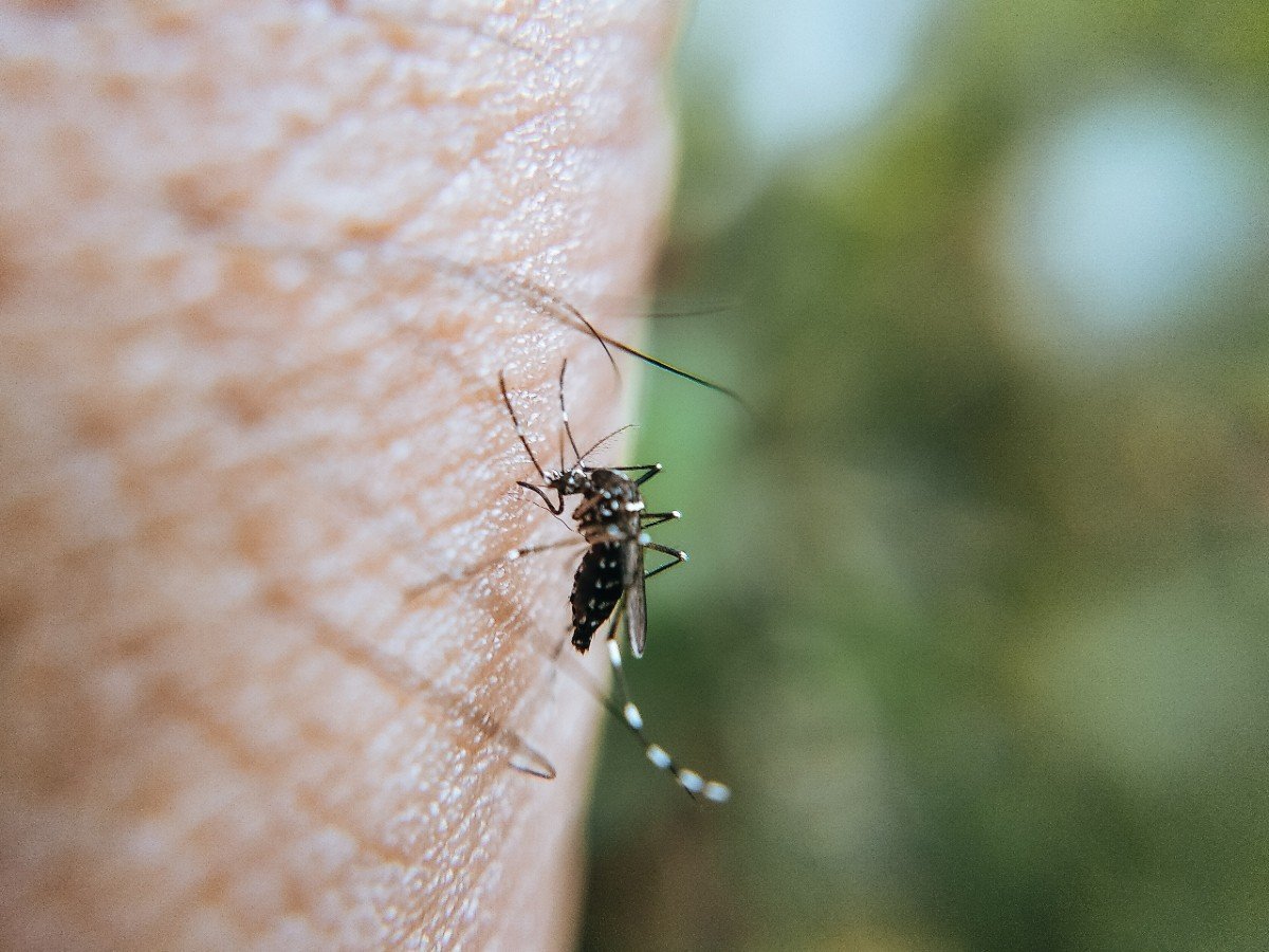 Solucions antimosquits: 6 consells per desfer-te dels mosquits