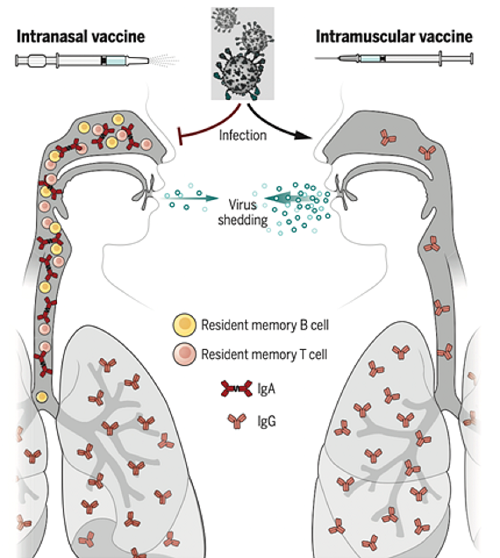 Figura extreta de Lund & Randall, Science 373 397 399, 2021