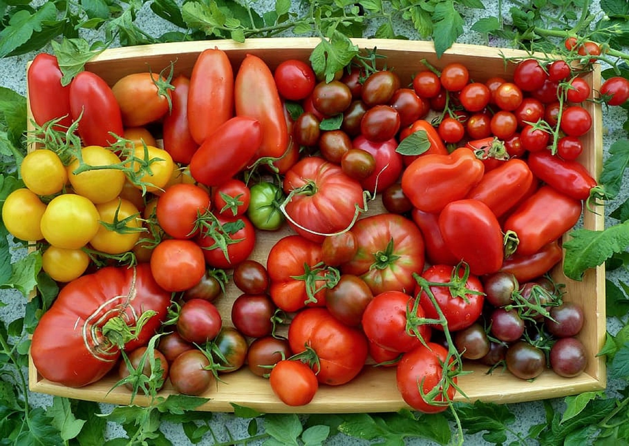 ¿Cómo quieres que sea el tomate ideal? Una investigación te permite escoger