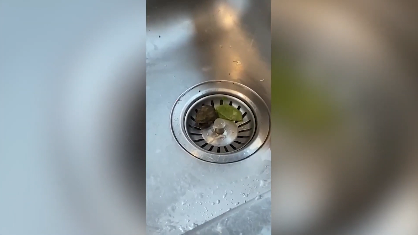 Una mujer encuentra una rana viva dentro de una bolsa de espinacas