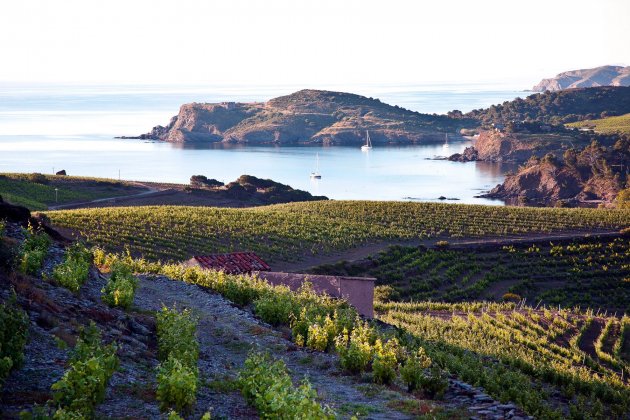 Cercado de Paulilles vignerons