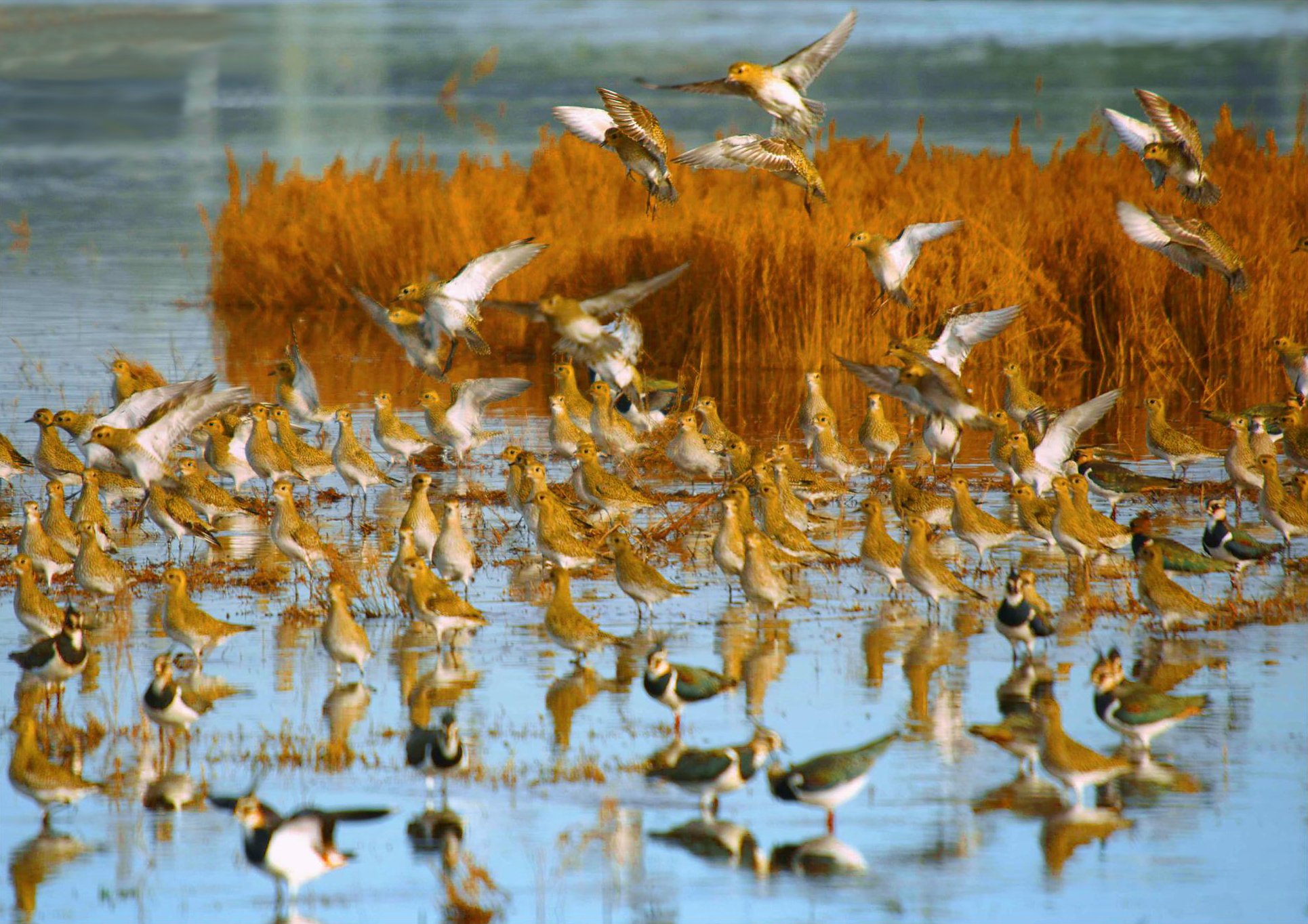 Brussel·les insta a resoldre les deficiències del Delta abans d'ampliar El Prat