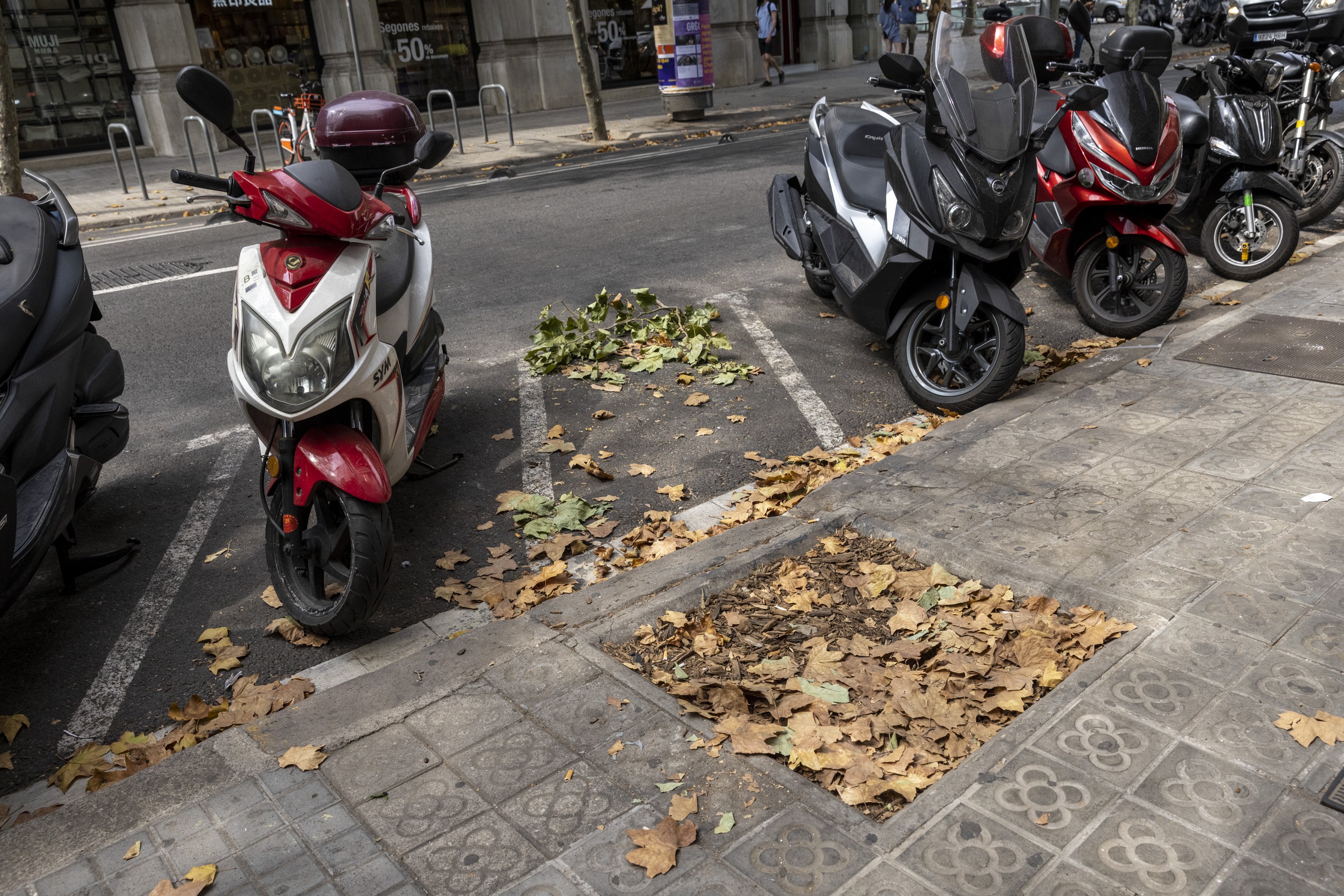 Les fulles seques estacionen a les places d'aparcament a l'Eixample