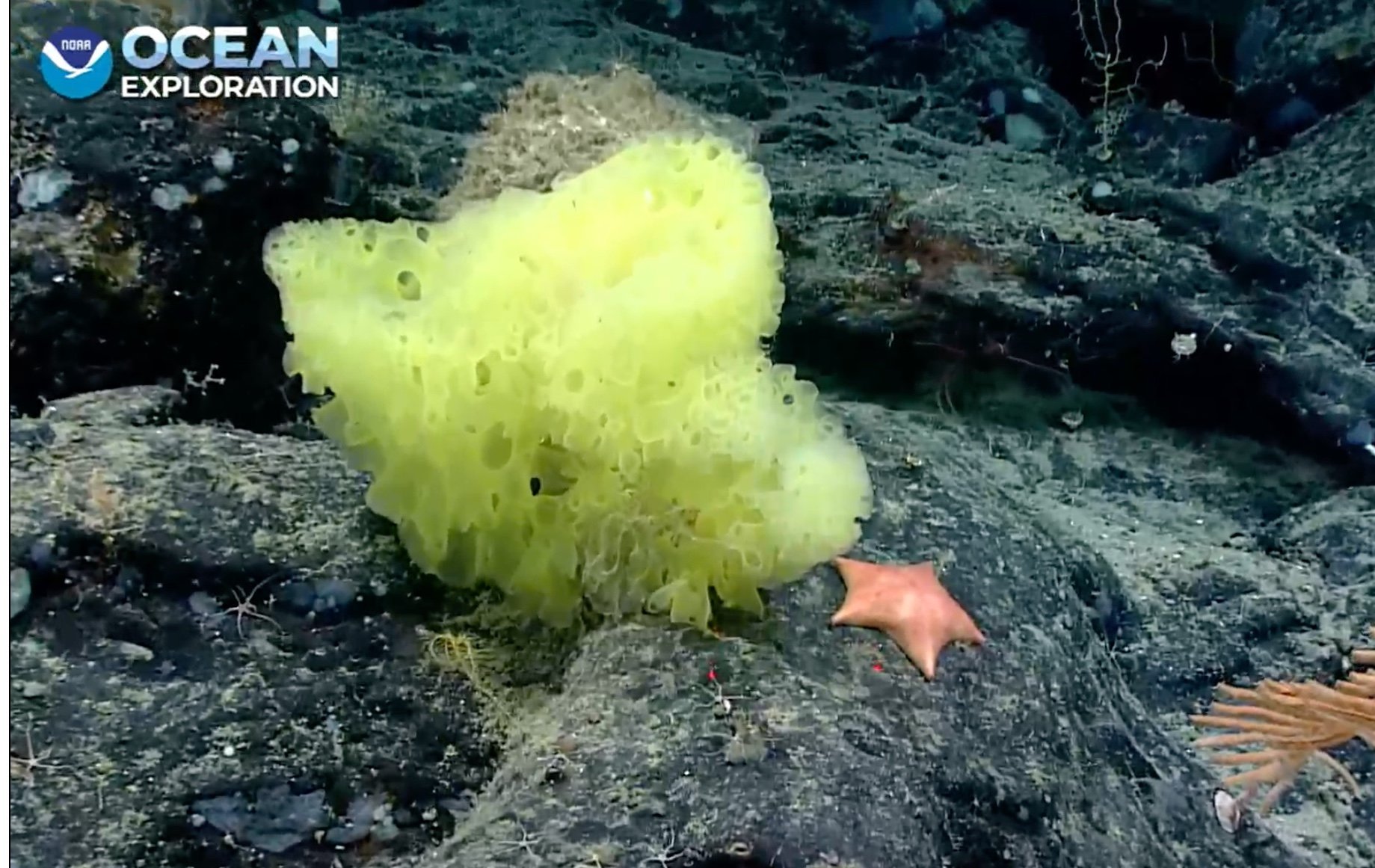 Encuentran a los Bob Esponja y Patricio Estrella de la vida real en el Atlántico