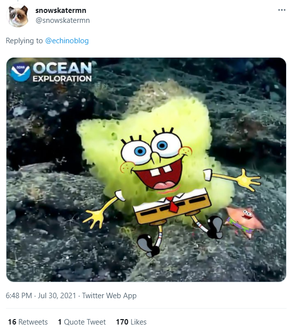TUIT @snowskatermn bob esponja vida real