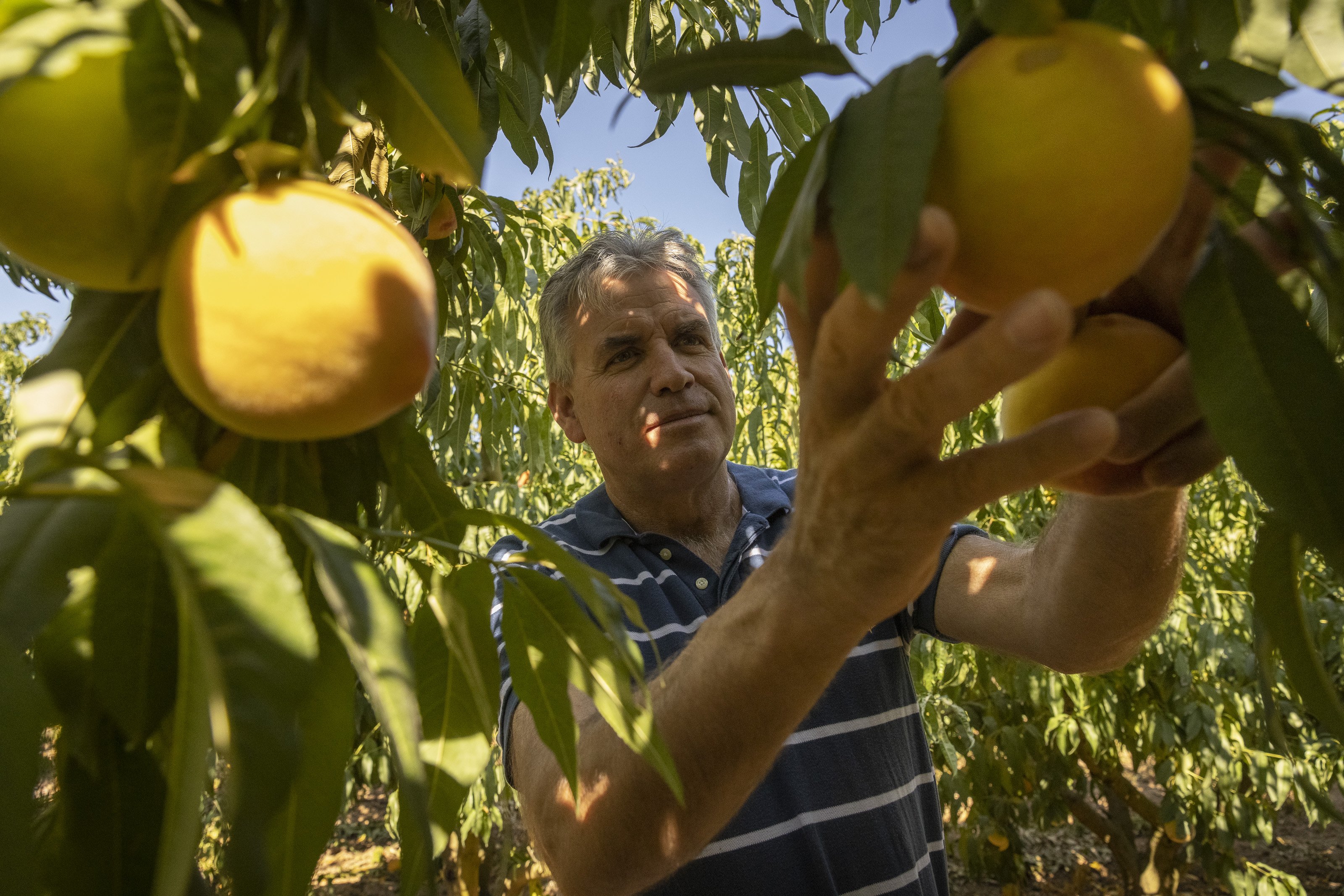 Jordi Ametller: "Així aconseguim la millor fruita amb un gust únic"