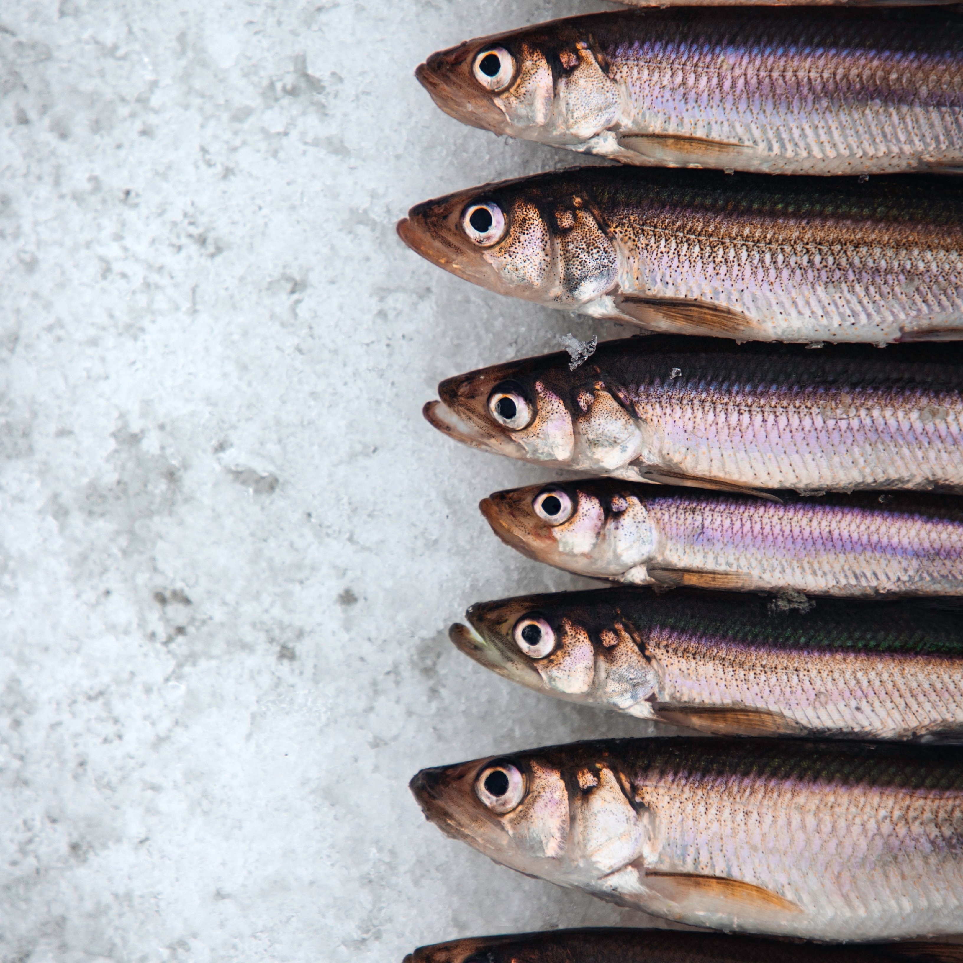 Las sardinas son para el verano y, además, combaten la diabetes
