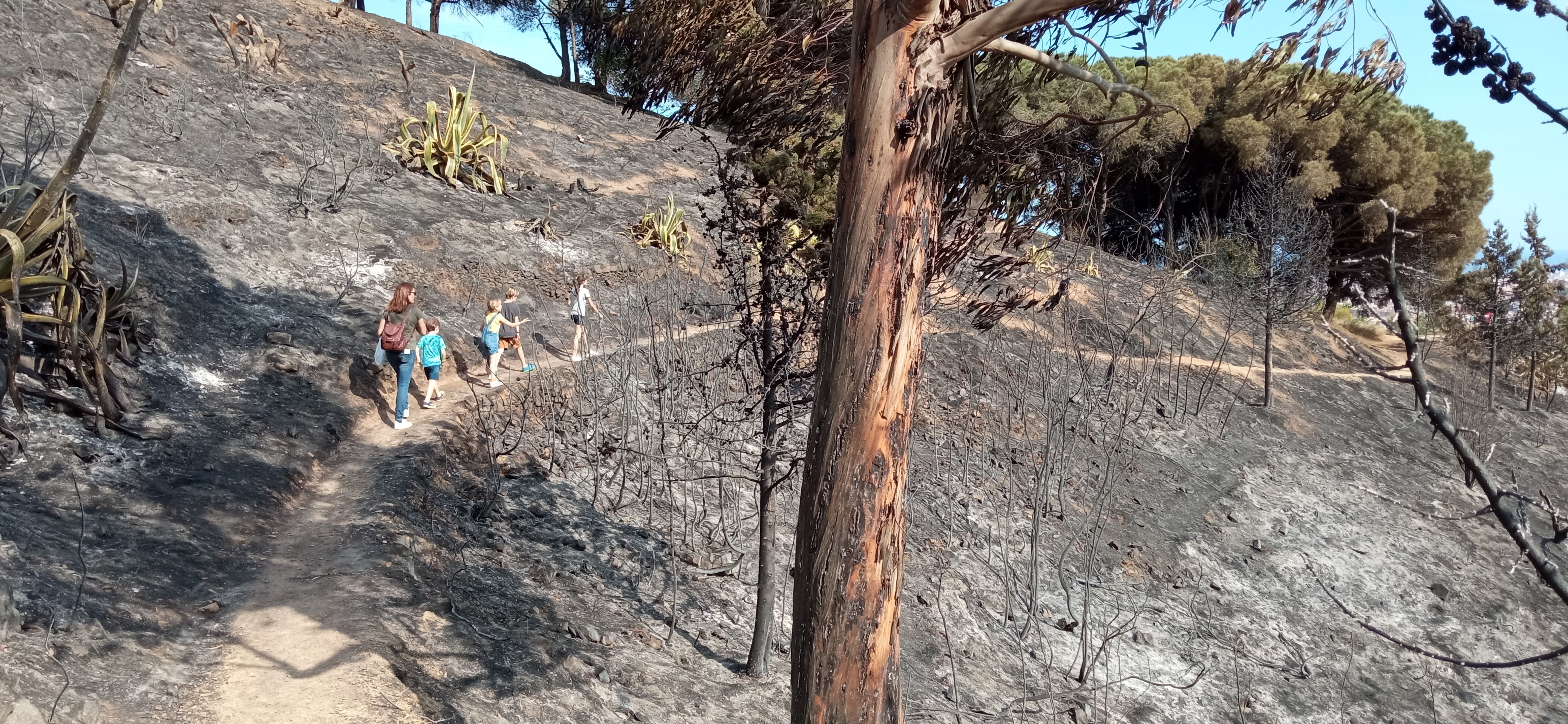 Portades d’emergència climàtica: el món se’ns mor