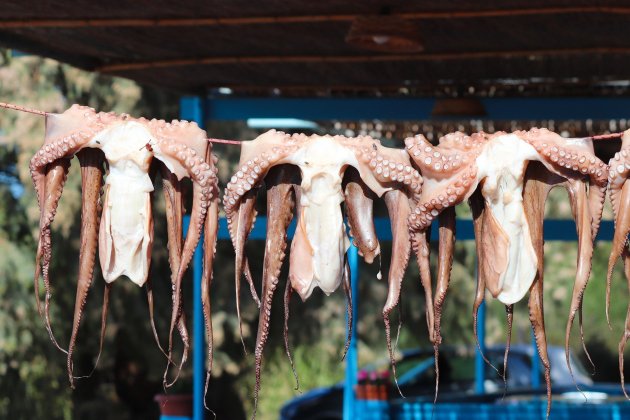 Pulpos colgados en una taberna griega / Foto: Manfred Richter