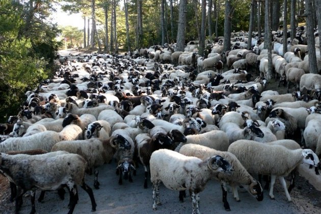 Rebaños de ovejas desbrozando el bosque / foto: Zoo del Pirineo