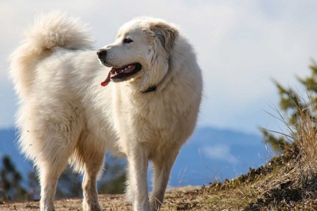 Perro de montaña de los Pirineos / Foto: Techinfus.com