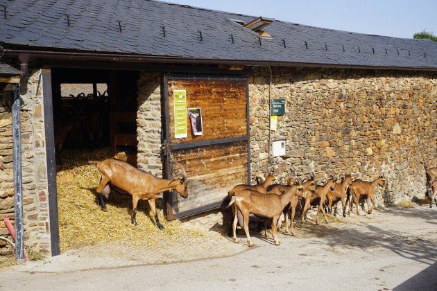 El ramat de 30 cabres sortint de la quadra / Foto: Joan Carbó