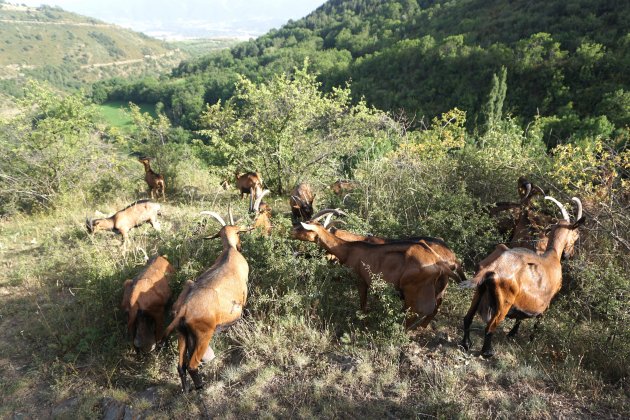 El rebaño de 30 cabras sale a pacer / Foto: Joan Carbó