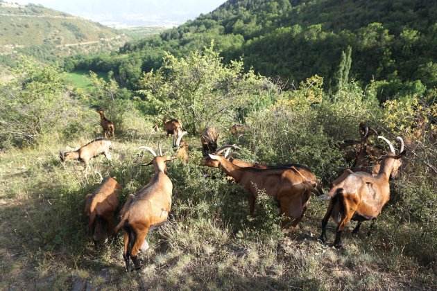 El ramat de 30 cabres surt a pasturar / Foto: Joan Carbó